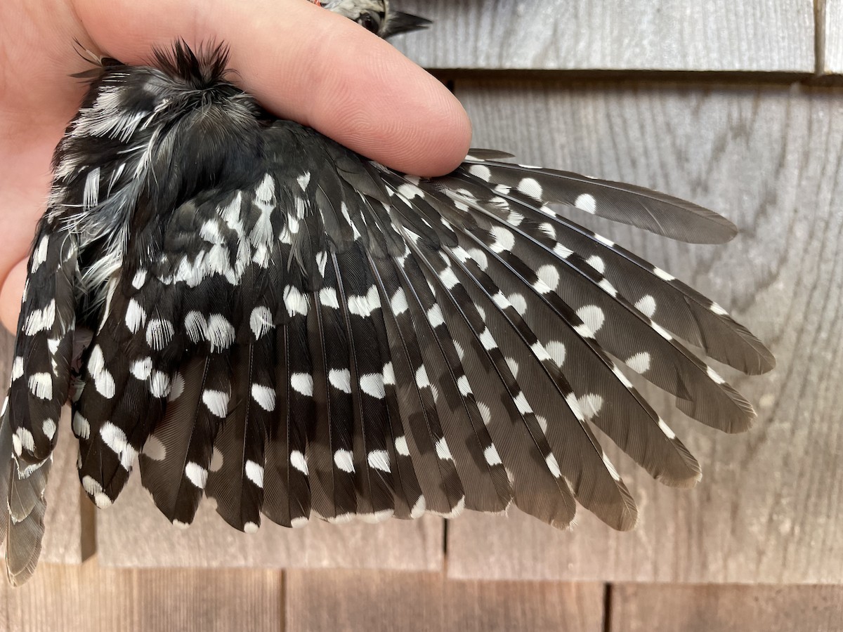 Downy Woodpecker (Eastern) - ML454673591