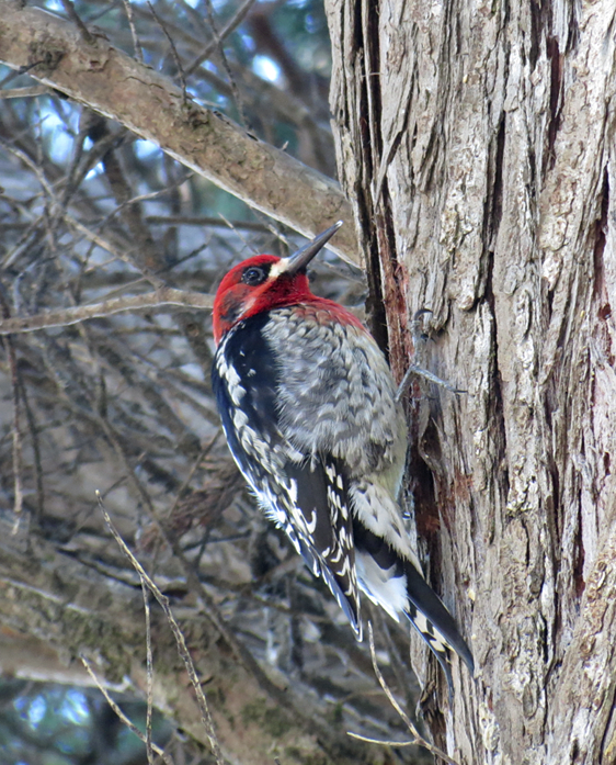 Red-breasted Sapsucker - ML45467501