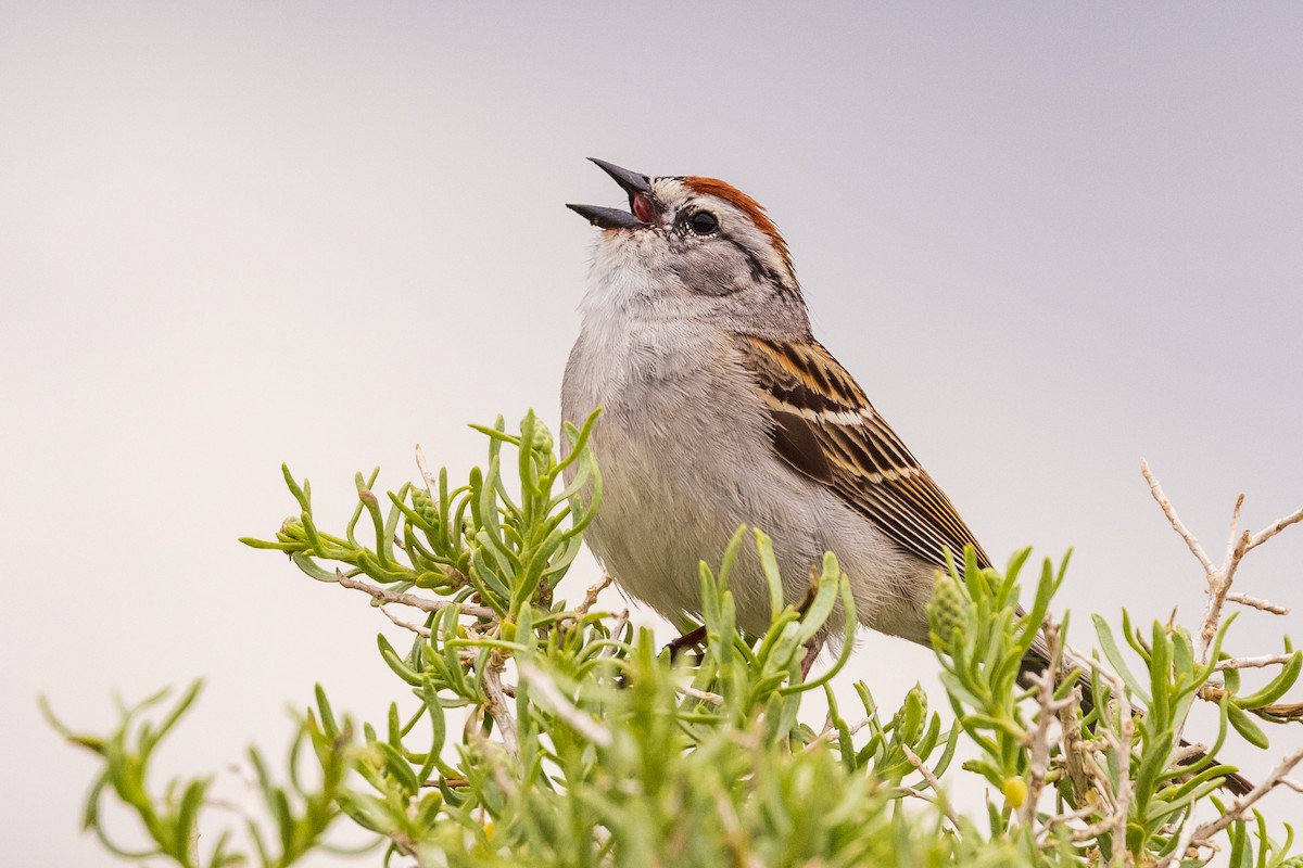Chipping Sparrow - ML454676891
