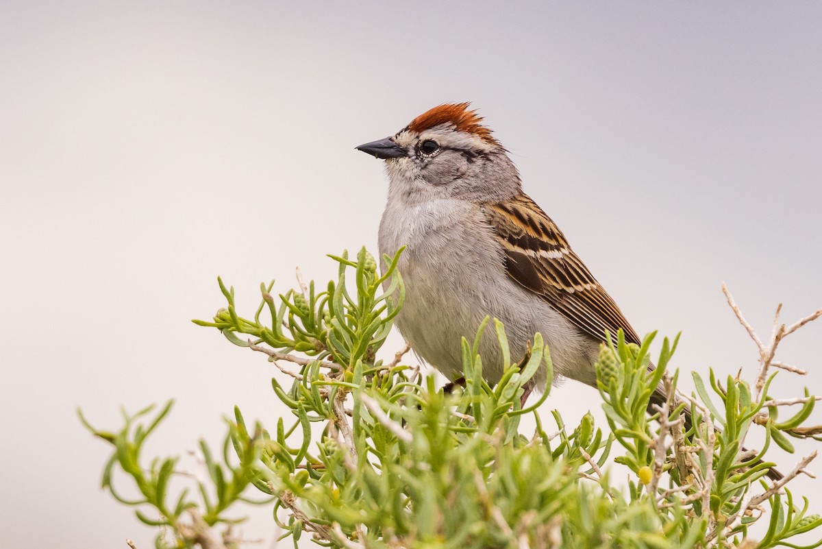 Chipping Sparrow - ML454676941