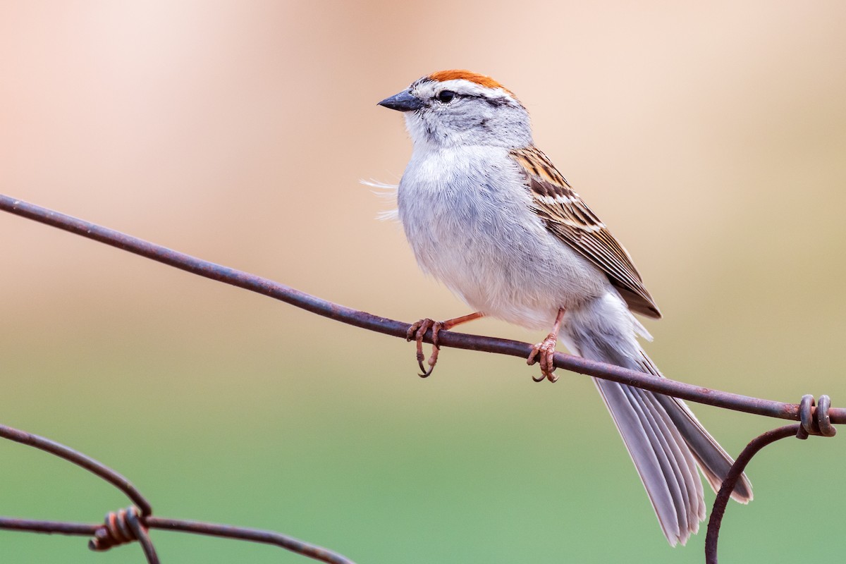 Chipping Sparrow - ML454677891