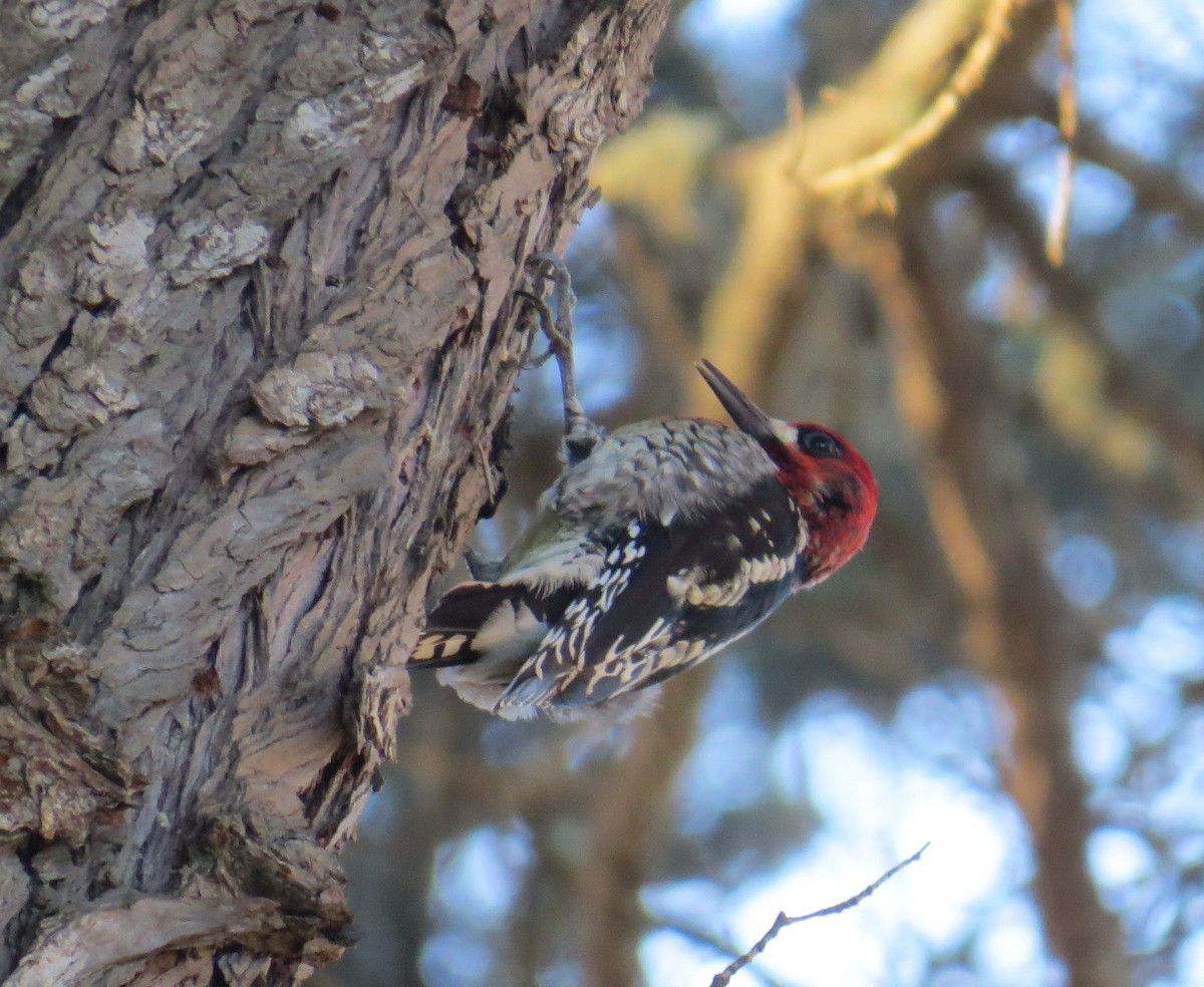Red-breasted Sapsucker - ML45467891