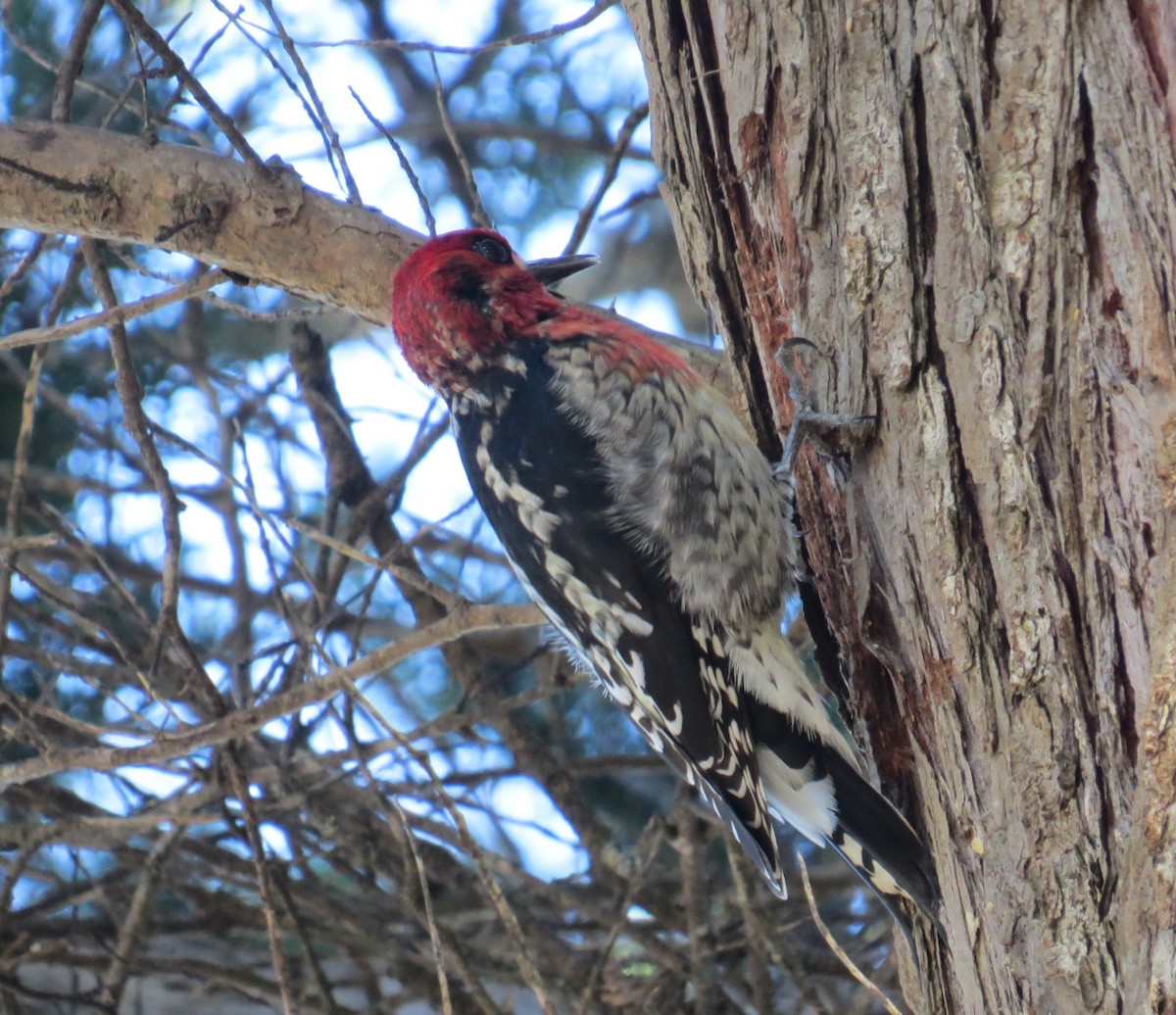 Red-breasted Sapsucker - ML45467901