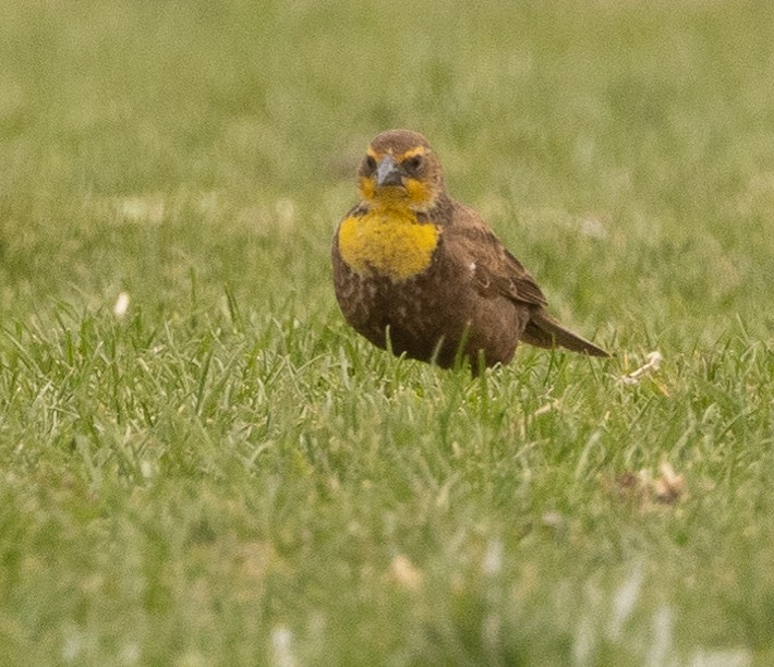 Yellow-headed Blackbird - ML454681731