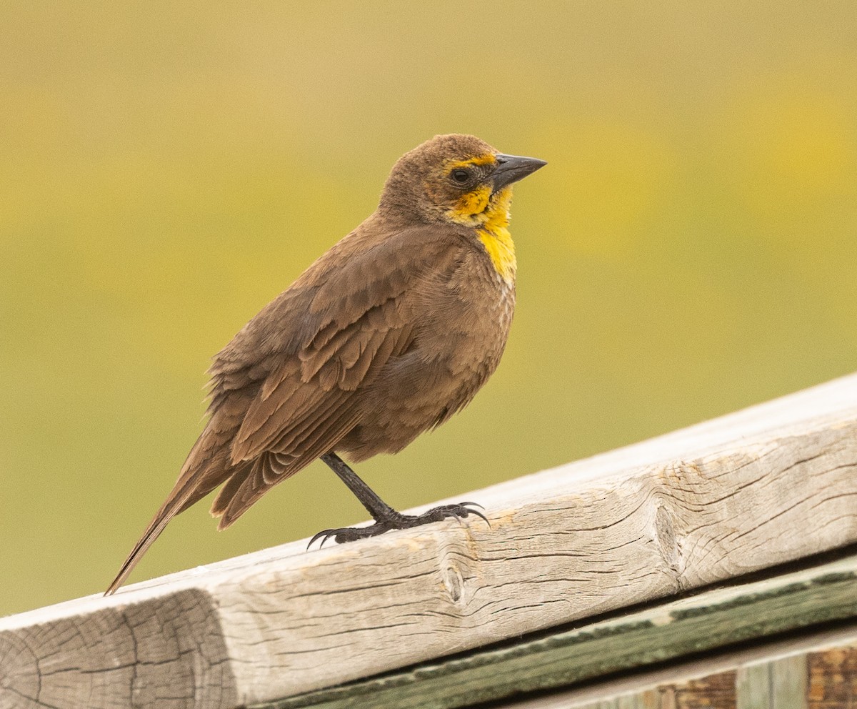 Yellow-headed Blackbird - ML454681831