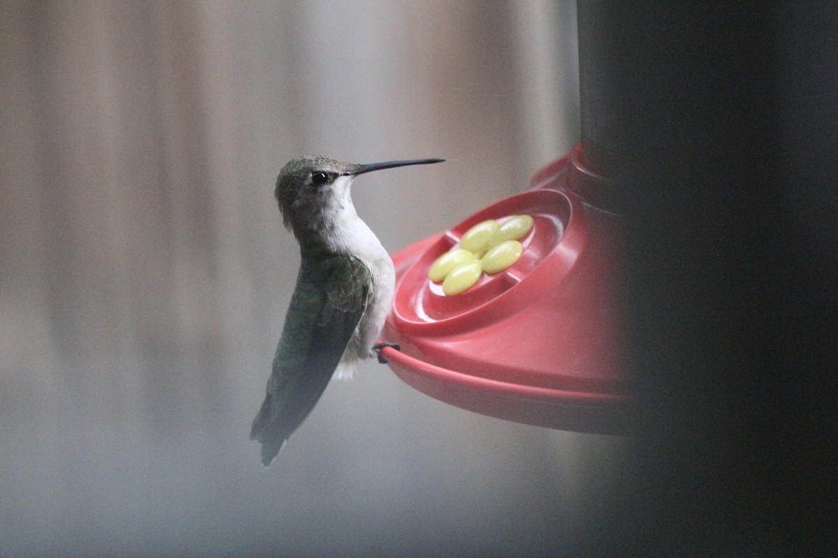 Black-chinned Hummingbird - ML454691531
