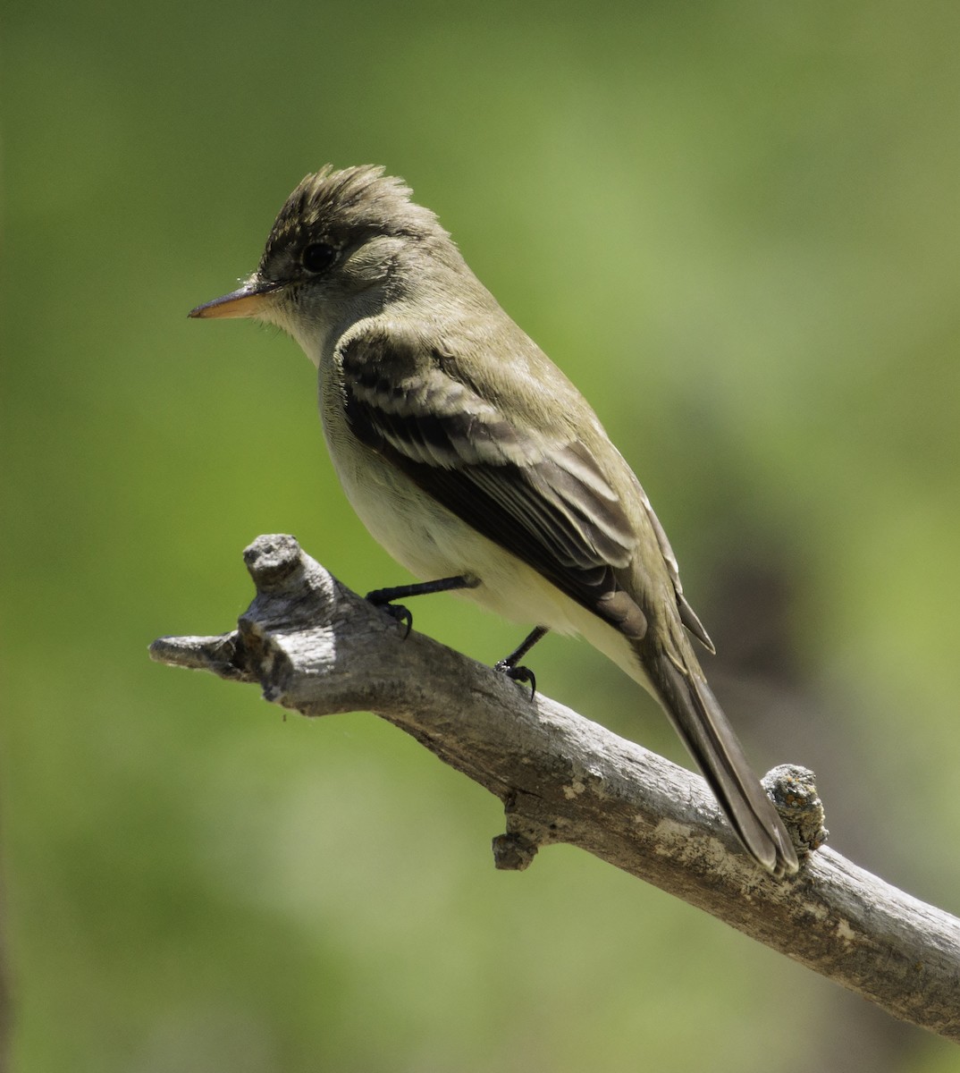 Willow Flycatcher - Wes Stone