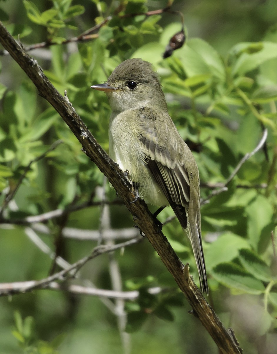 Willow Flycatcher - Wes Stone