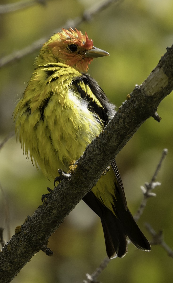 Western Tanager - ML454695181