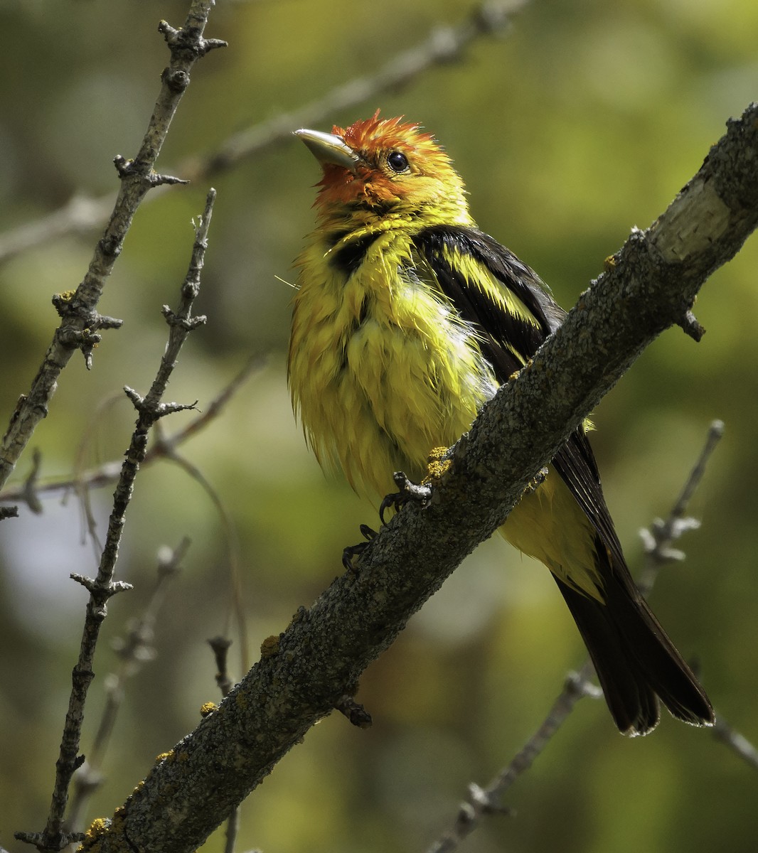 Western Tanager - Wes Stone