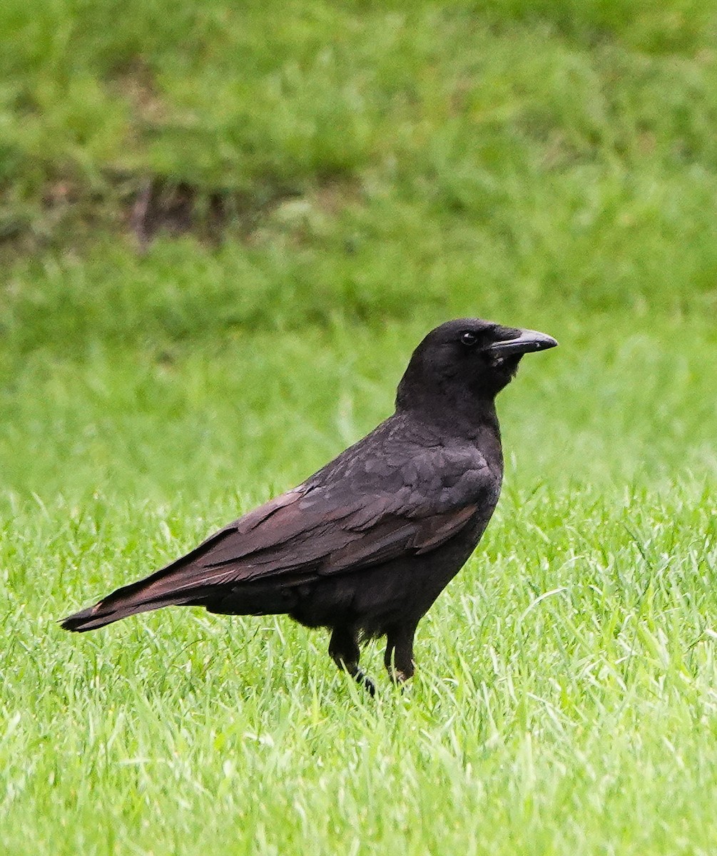 Common Raven - Kathleen Horn