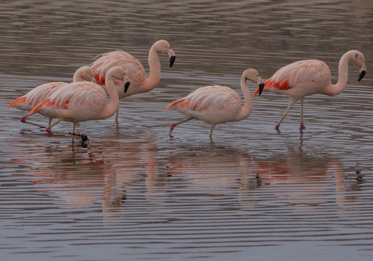 Chilean Flamingo - ML454699121