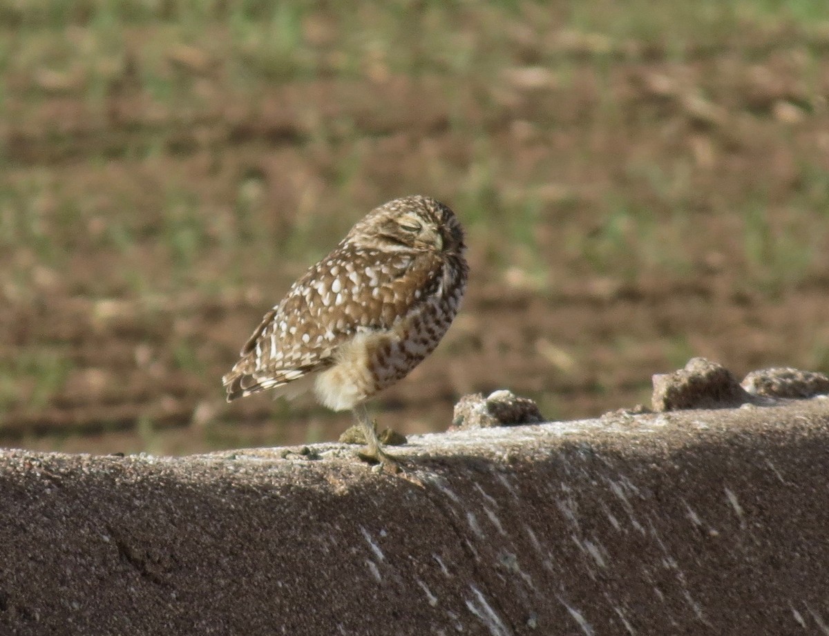 Burrowing Owl - ML45470561