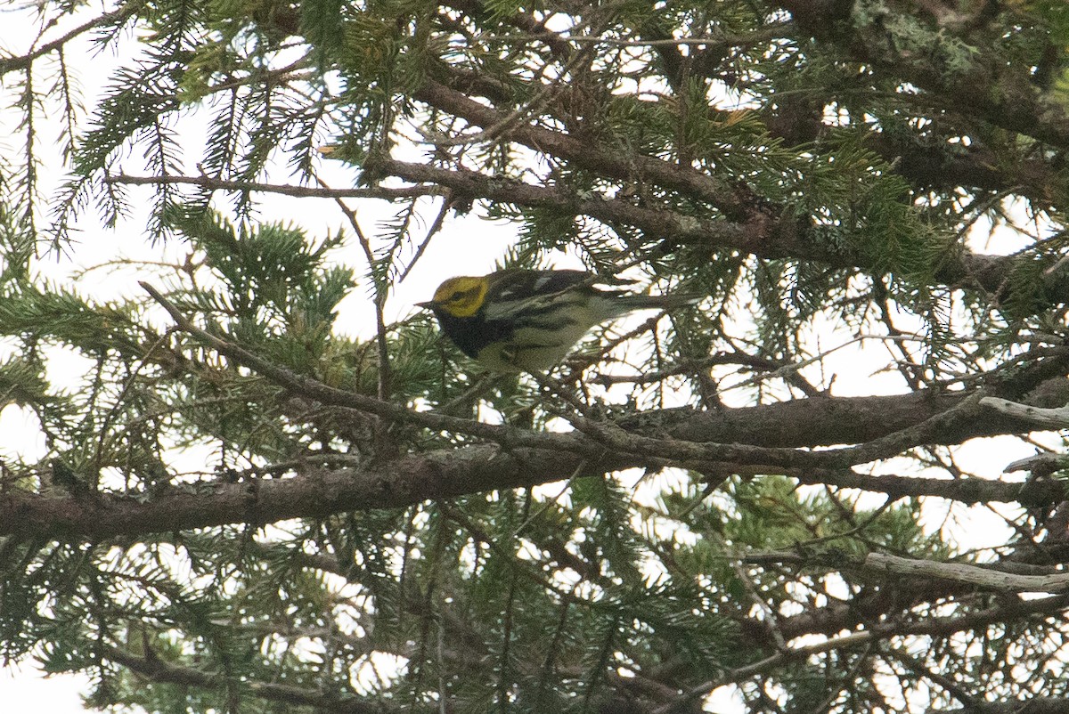 Black-throated Green Warbler - ML454706831