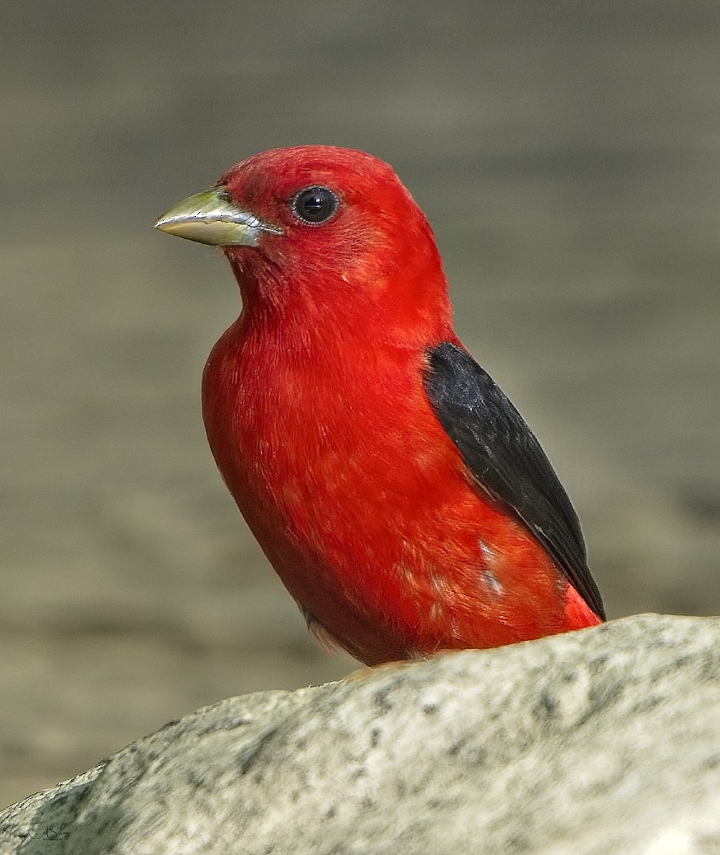 Scarlet Tanager - ML454716431