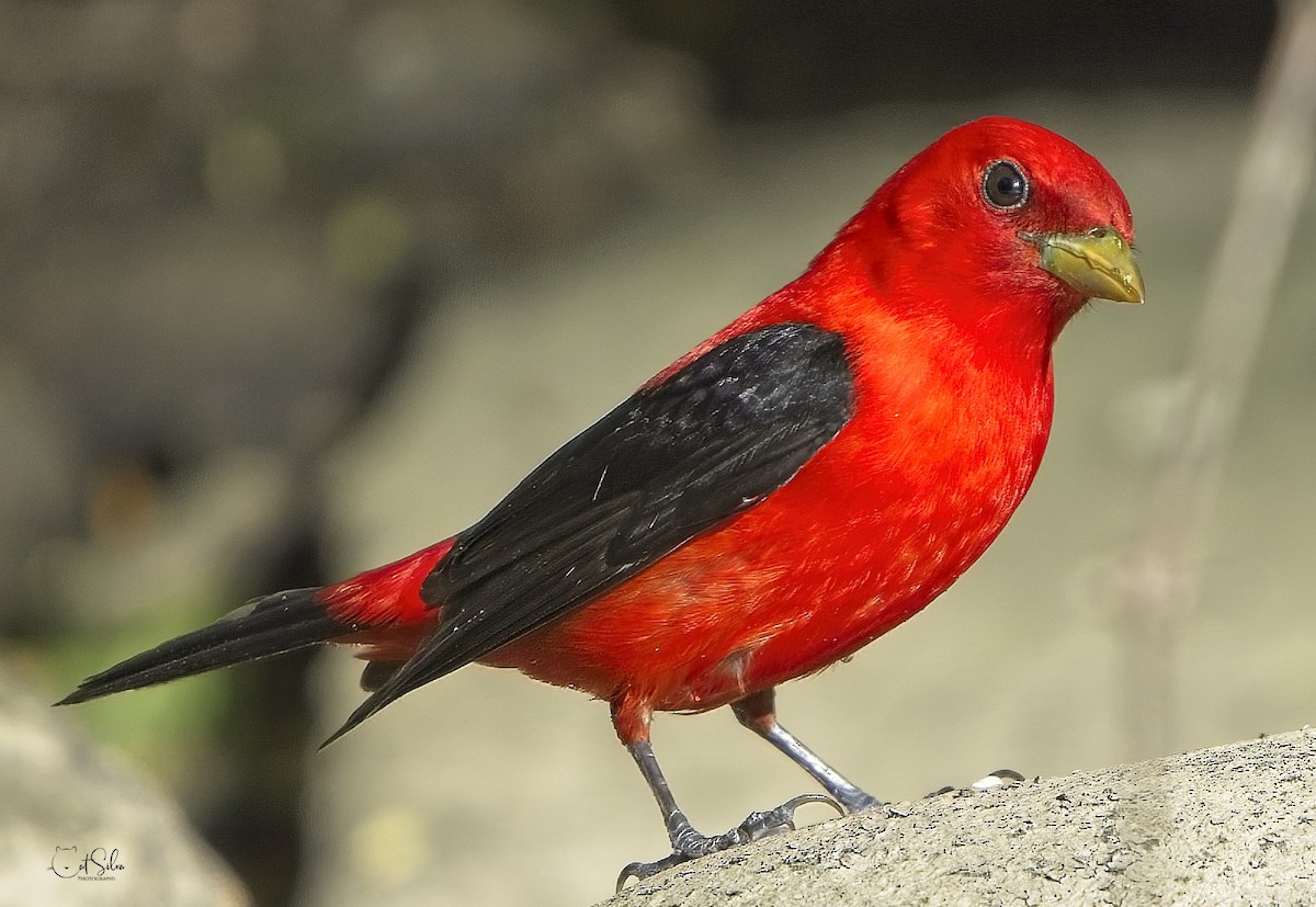Scarlet Tanager - ML454716451