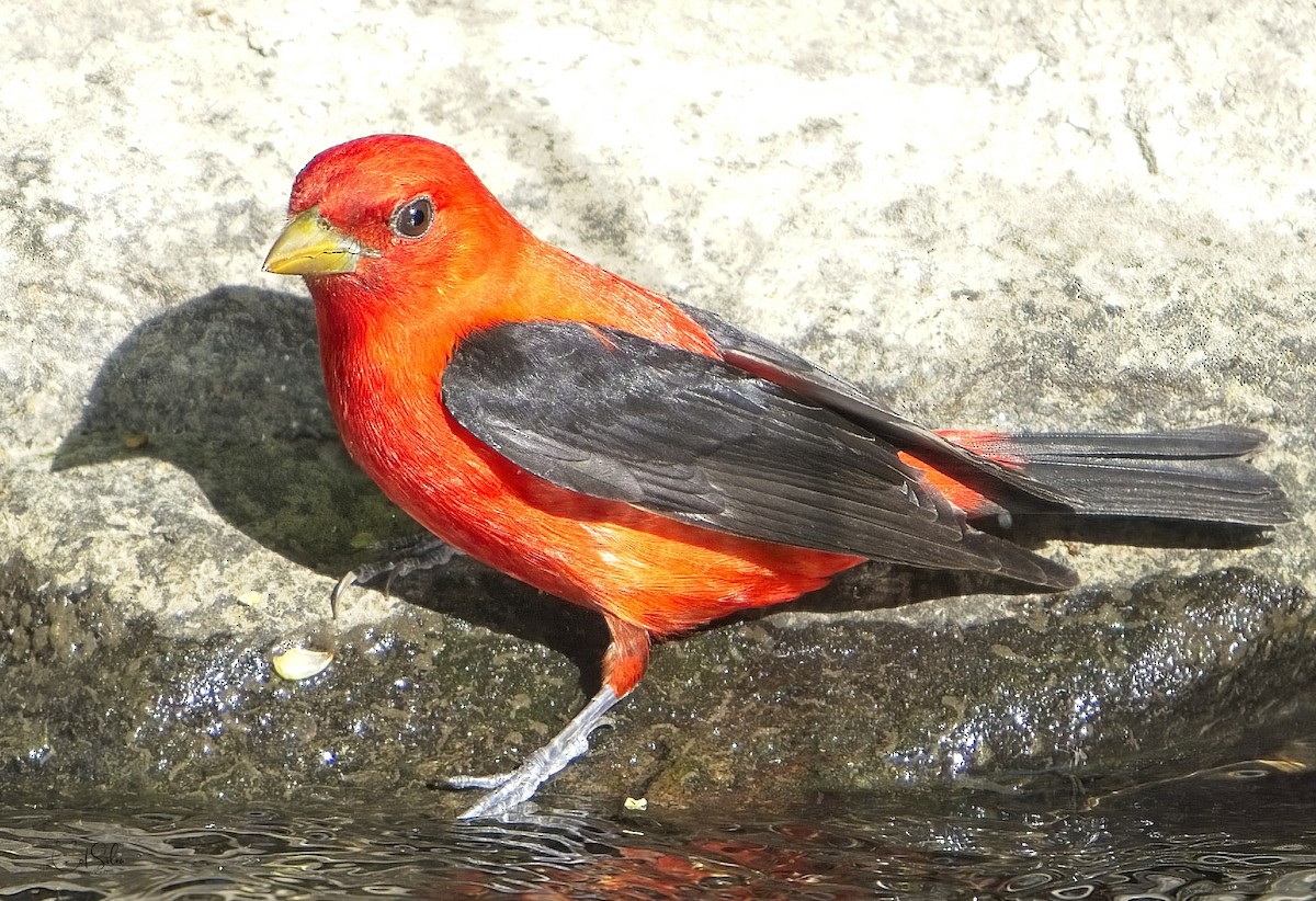 Scarlet Tanager - ML454716491