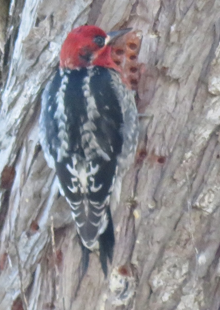 Red-breasted Sapsucker - ML45471991
