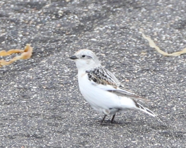 Snow Bunting - Charles Ford
