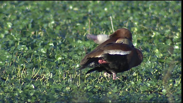Black-bellied Whistling-Duck (fulgens) - ML454726