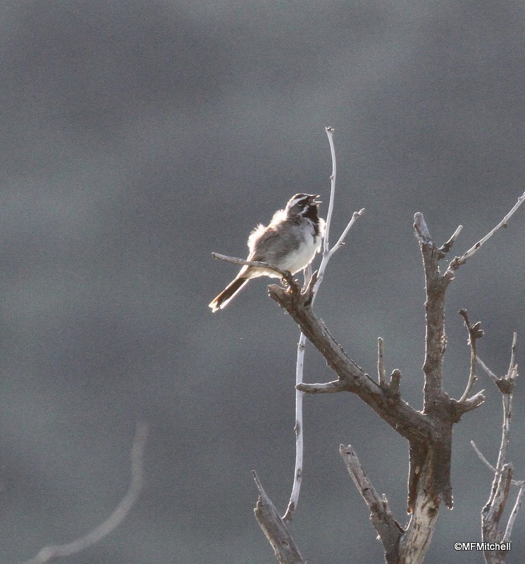 Black-throated Sparrow - ML45473301