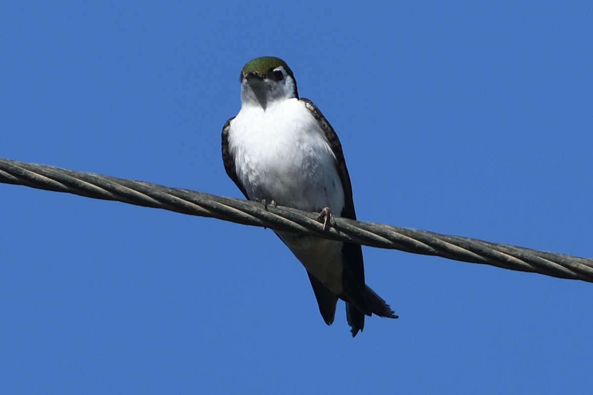 Violet-green Swallow - Jari Toivanen