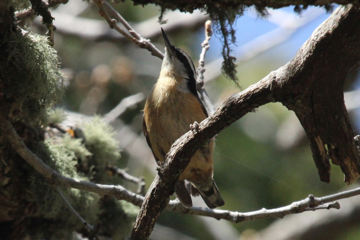Red-breasted Nuthatch - ML454734051