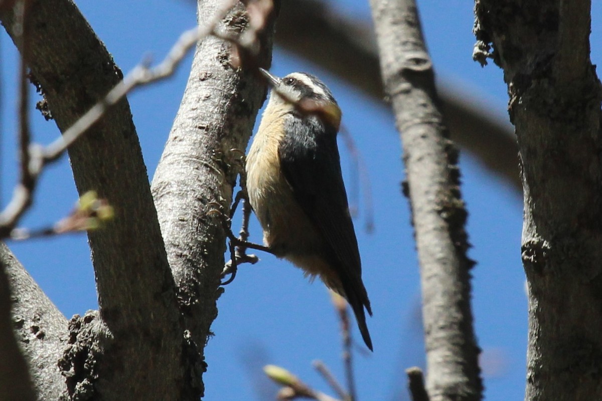 Red-breasted Nuthatch - ML454734181