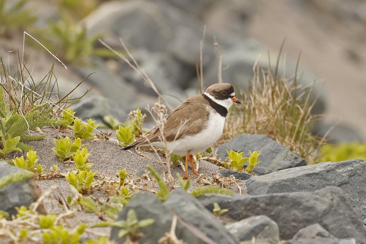 Semipalmated Plover - ML454740091