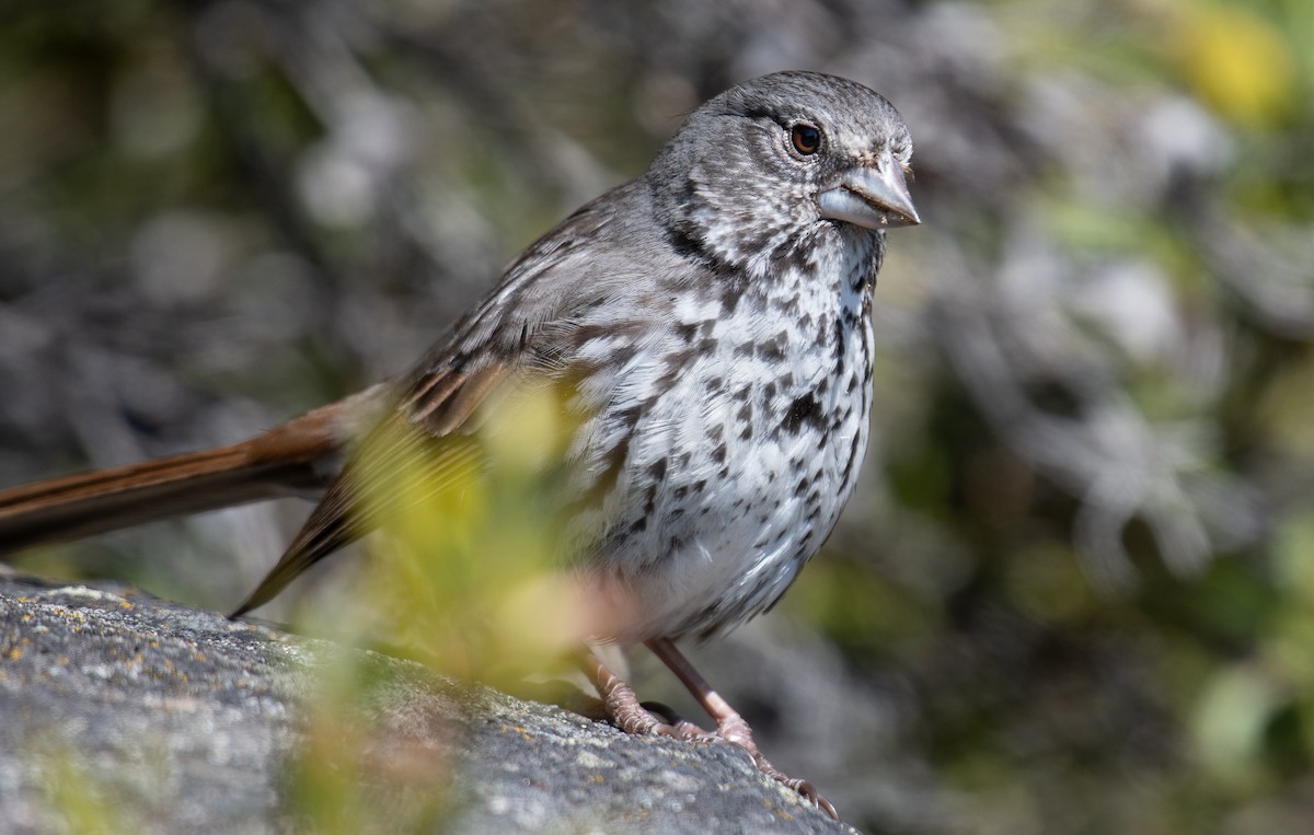 Fox Sparrow (Thick-billed) - ML454742471