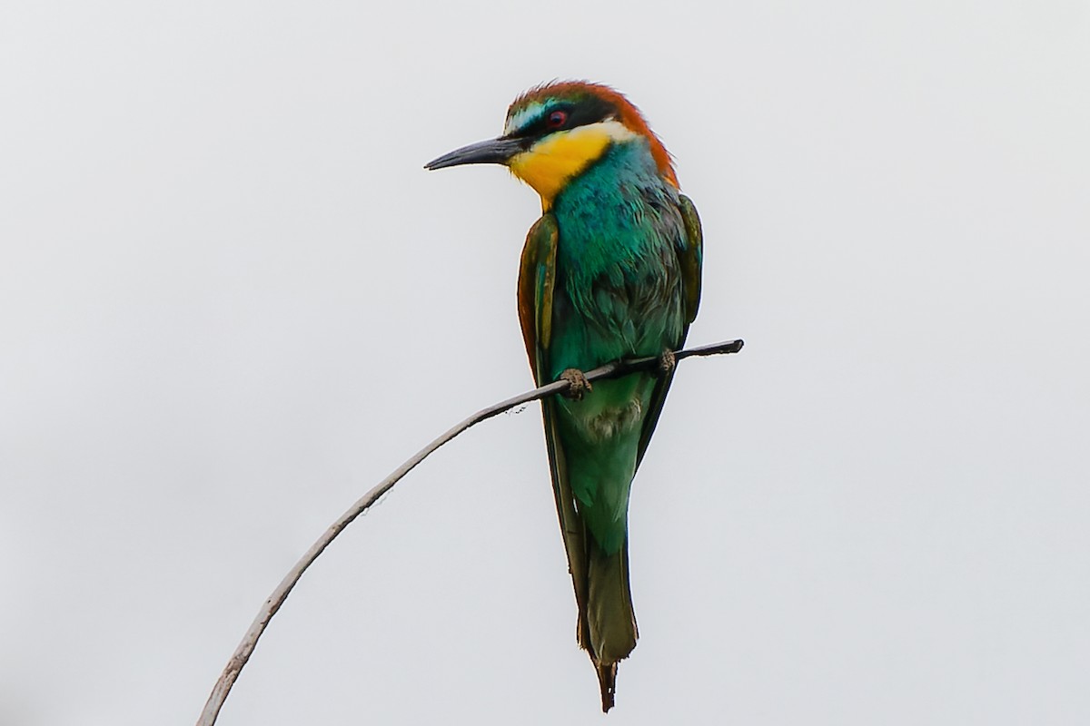 European Bee-eater - ML454744781