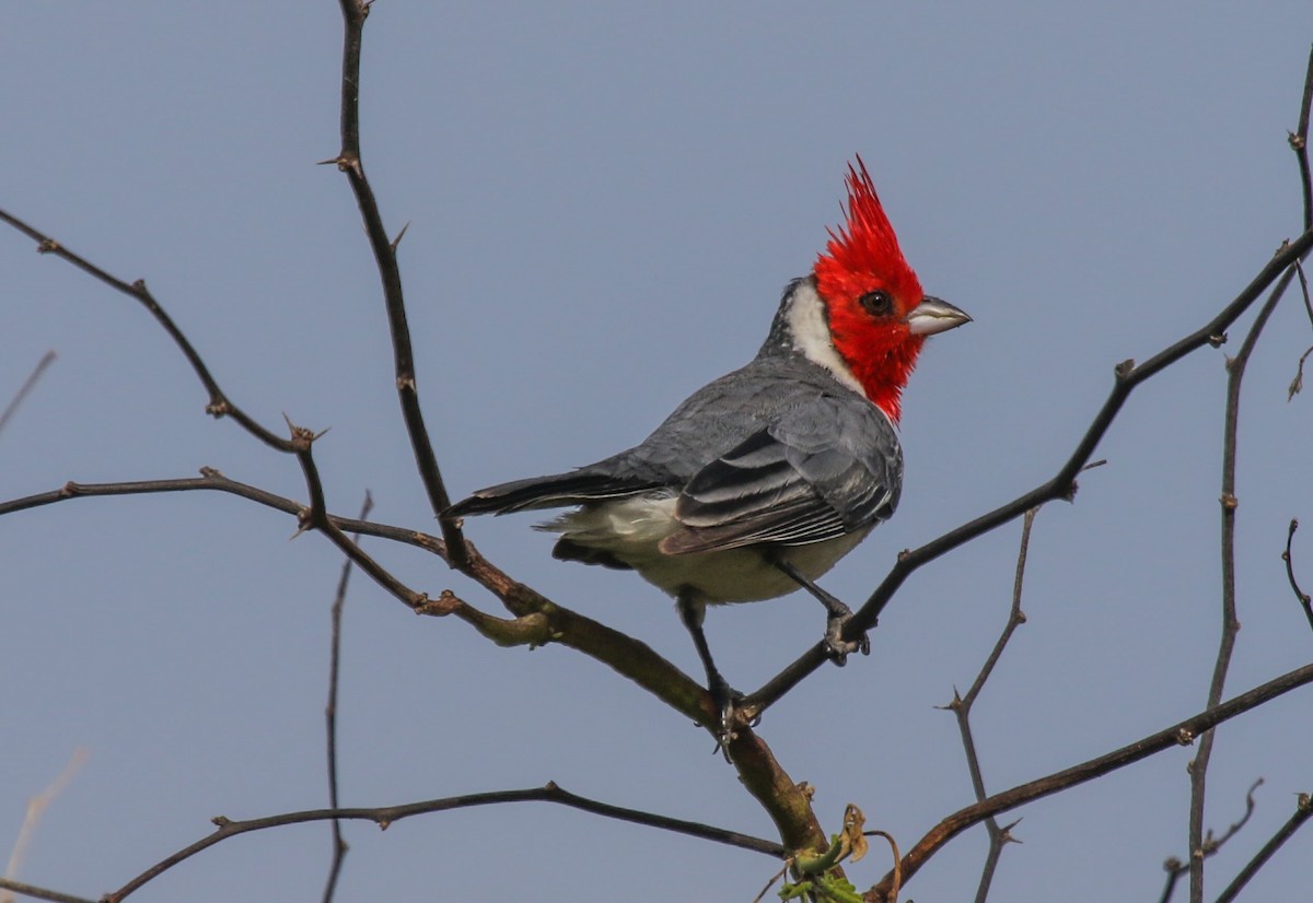 Red-crested Cardinal - Gale VerHague
