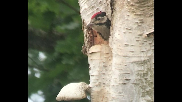 Great Spotted Woodpecker - ML454744951