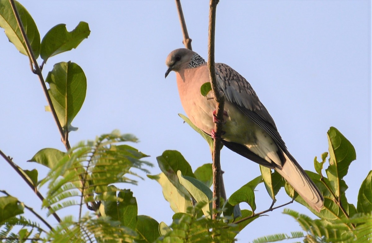 Spotted Dove - Arun Varghese