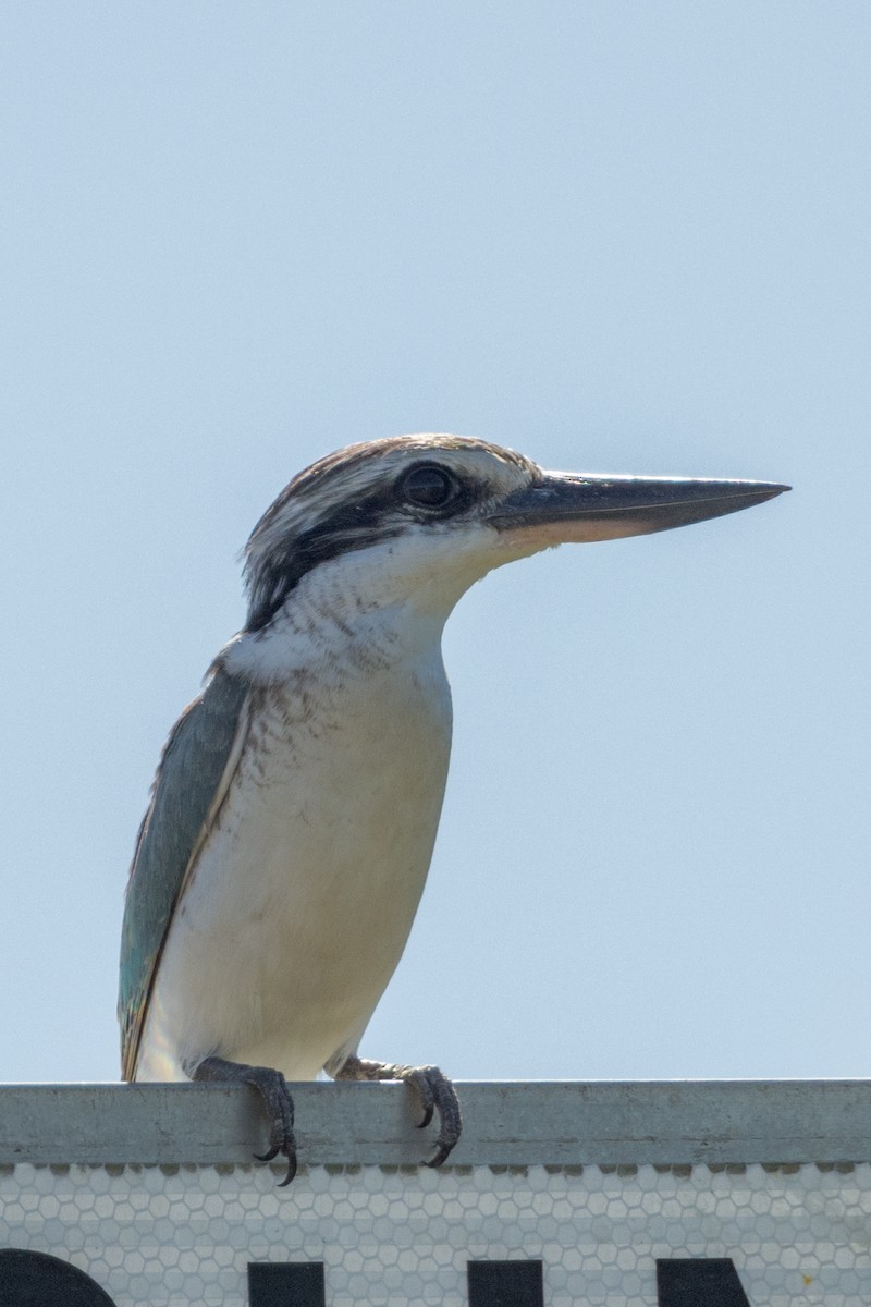 Red-backed Kingfisher - ML454749701