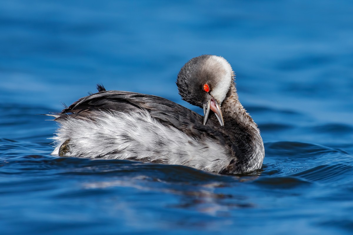 Eared Grebe - ML454750171