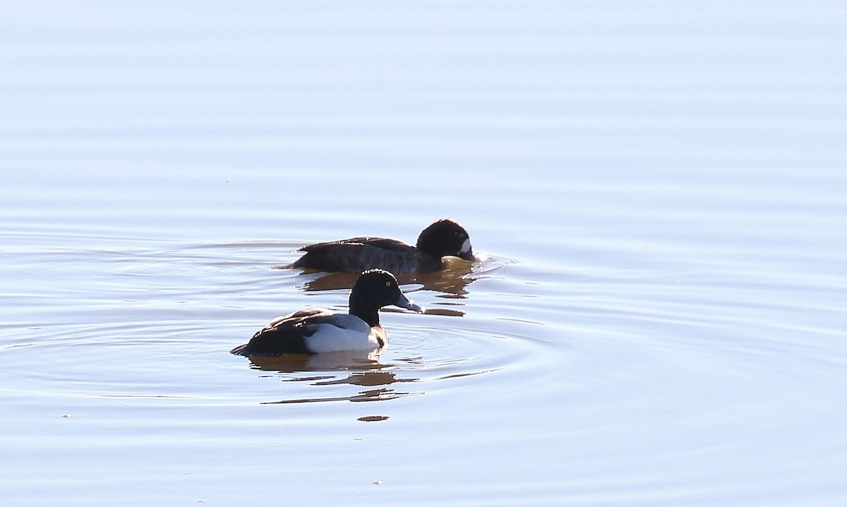Greater Scaup - ML45475461