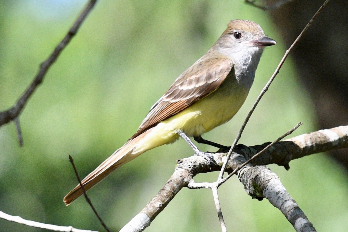 Great Crested Flycatcher - ML454757411