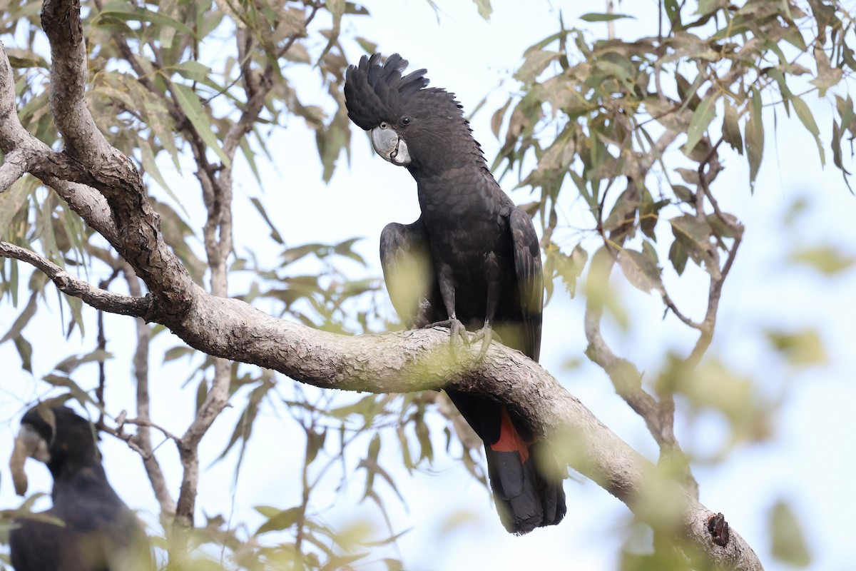 Red-tailed Black-Cockatoo - ML454758821