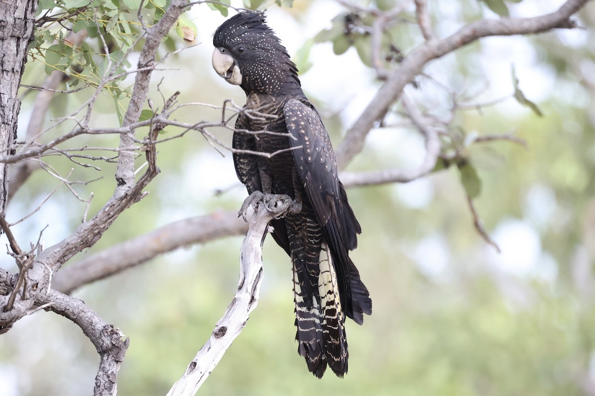 Red-tailed Black-Cockatoo - ML454758831