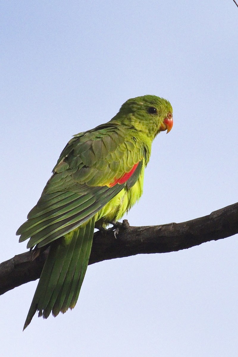 Red-winged Parrot - Ed Pierce