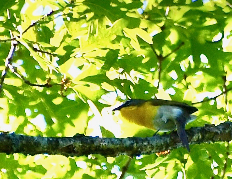Yellow-breasted Chat - ML454762241