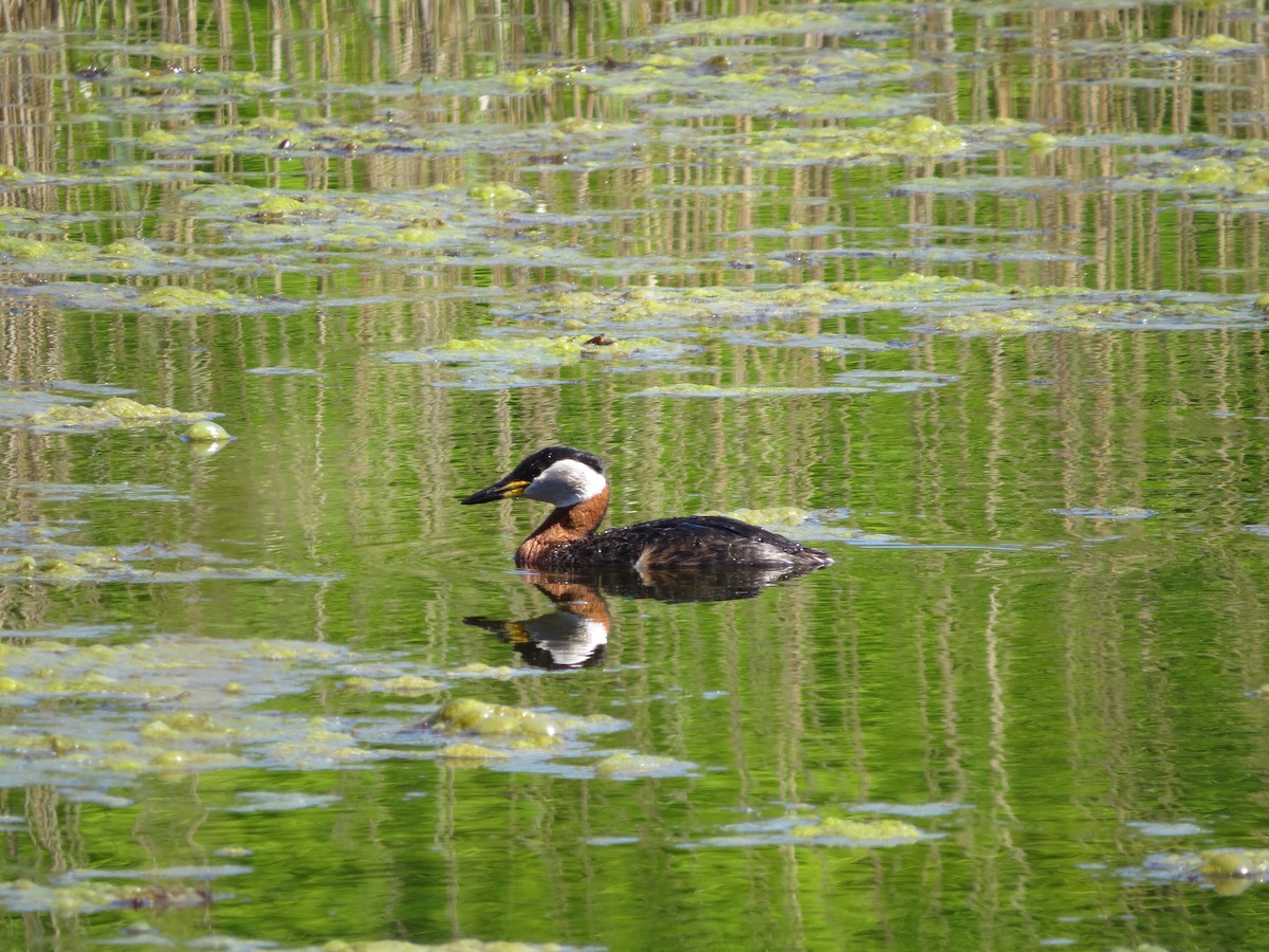 Red-necked Grebe - ML454765231