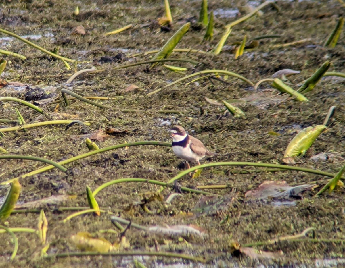 Semipalmated Plover - ML454768561