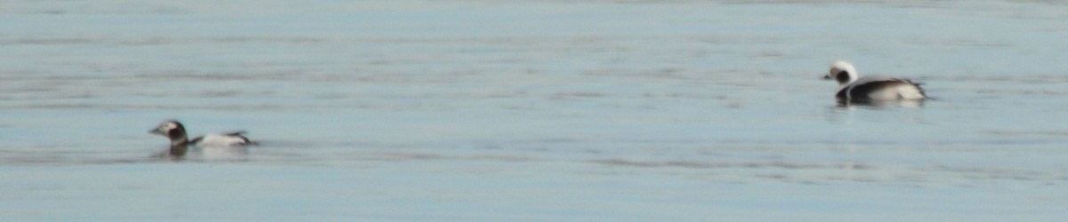 Long-tailed Duck - ML45476951