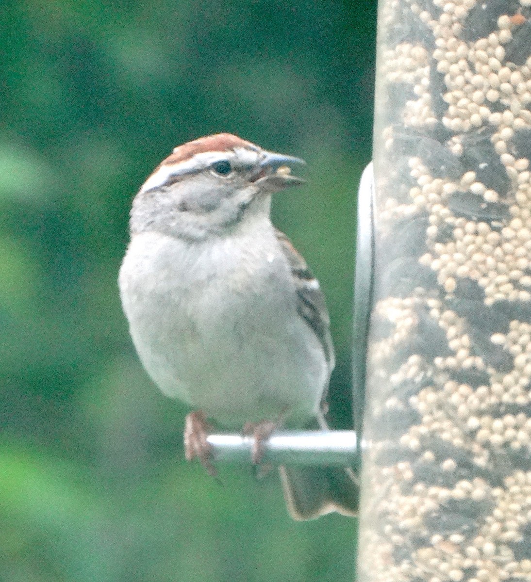 Chipping Sparrow - ML454773701