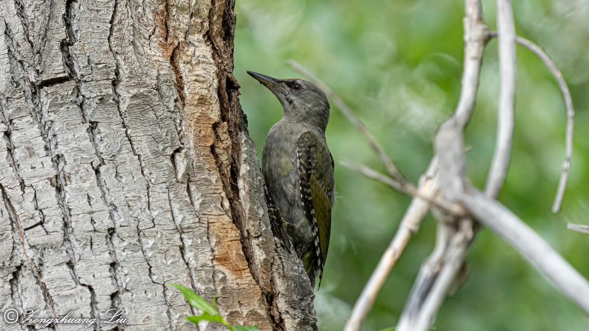 Gray-headed Woodpecker - ML454775161