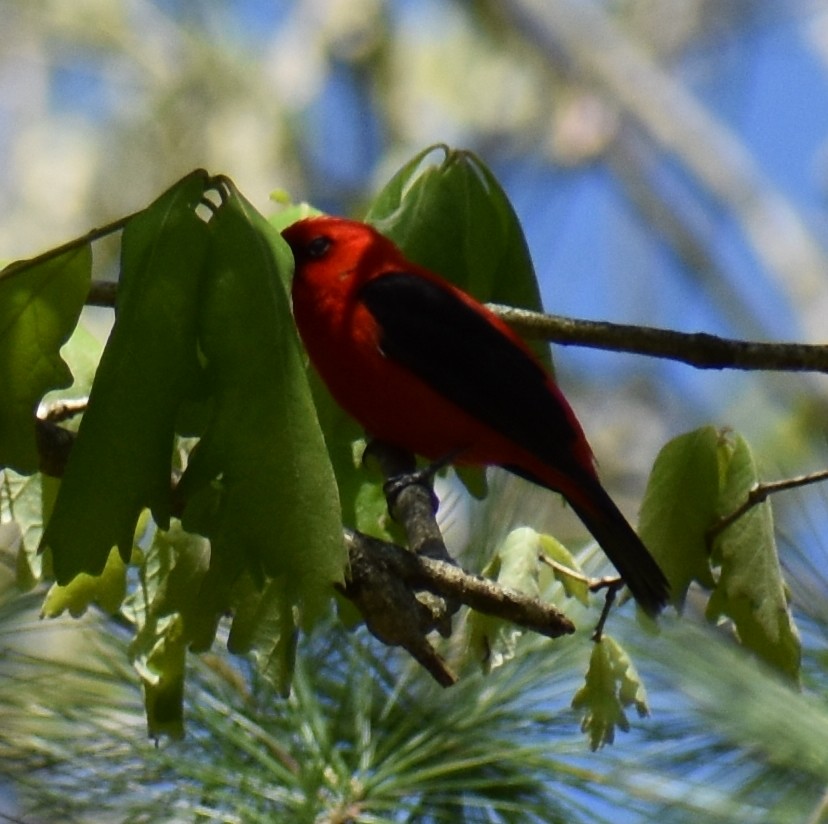 Scarlet Tanager - ML454777091