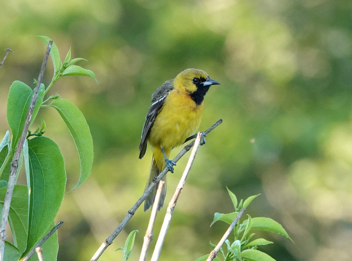 Orchard Oriole - ML454779611