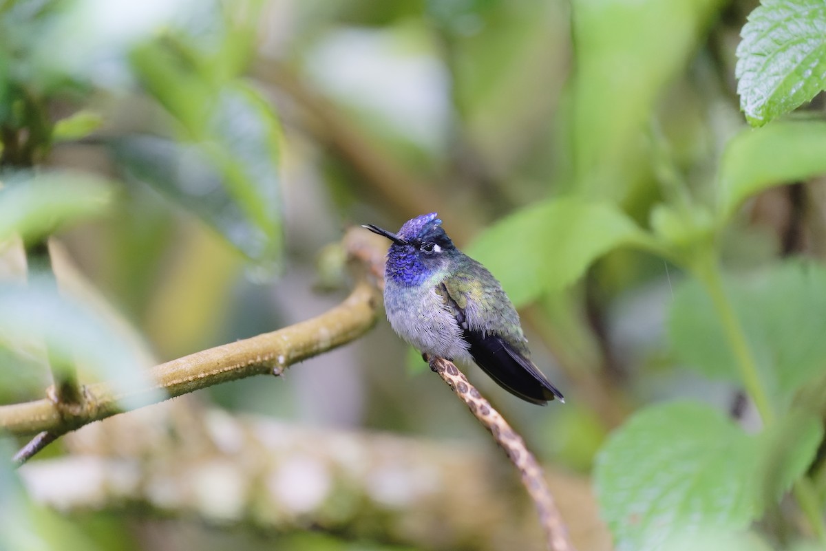 Violet-headed Hummingbird - ML454784861